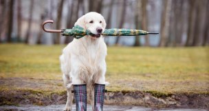 golden retriever dog holding an umbrella